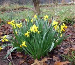 Daffodils in February